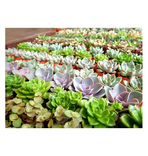 Mini succulents/ornamental cactus (صباريات صغيرة متنوعة)