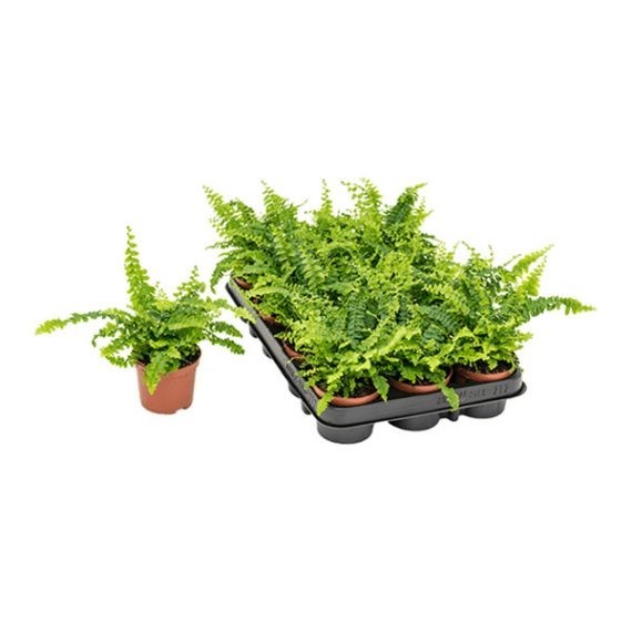 Nephrolepis exaltata (بوسطن فيرن)