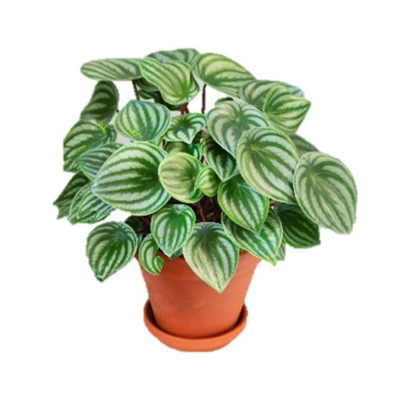 Watermelon Peperomia (ببروميا)