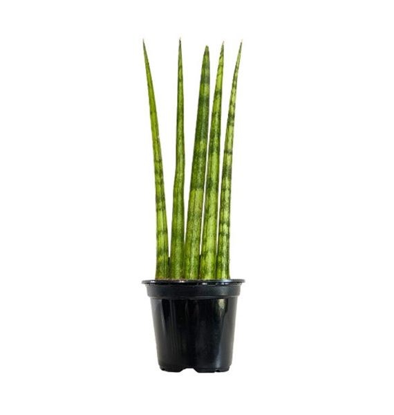 Sansevieria Cylindrica (قرن الغزال)