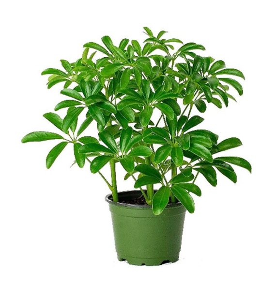 Schefflera Arboricola Compacta’(الشفليرا - المظلّة القزمة)