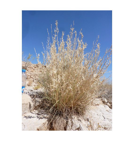 Cymbopogon commutatus (صخبر)