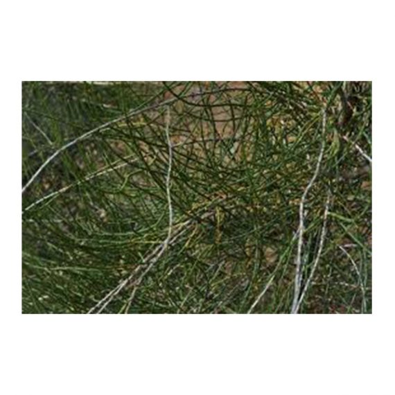 Haloxylon persicum (غضا) - Image 4