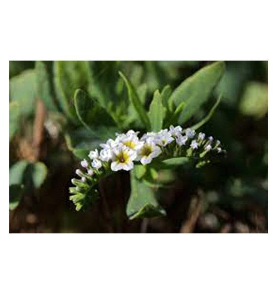 Heliotropium curassavicum (خشافة)