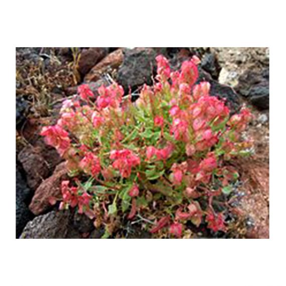 Rumex vesicarius (حوميده) - Image 3