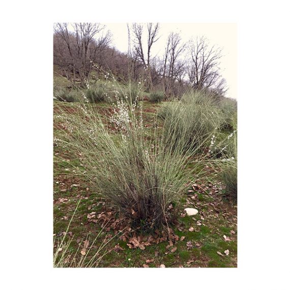 Amygdalus arabica (بادا) - Image 4
