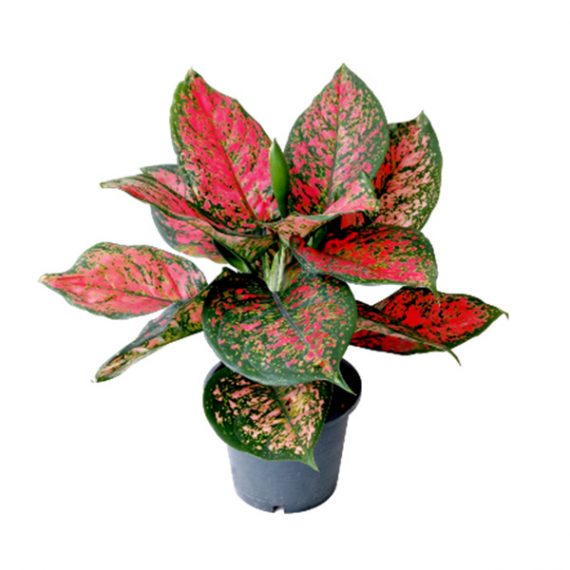 AGLAONEMA (اجلونيما)