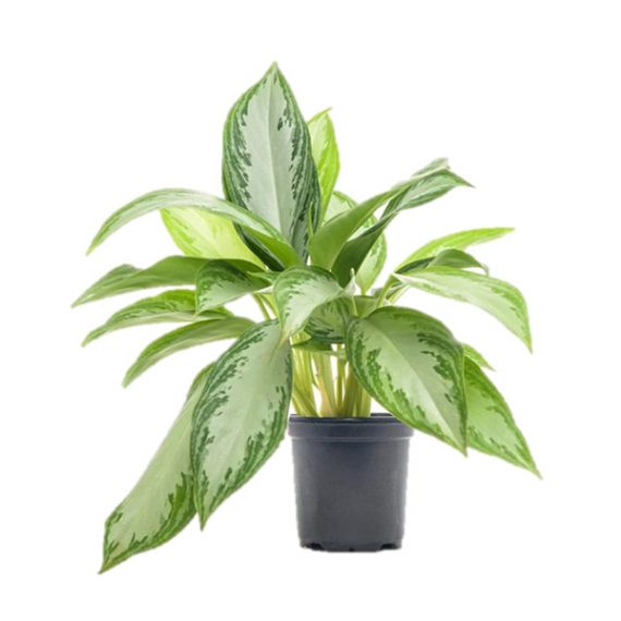 Aglaonema Pattaya beauty (اجلونيما)