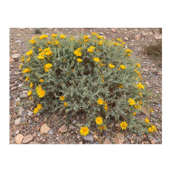 Anvillea garcinii (نقد) - Image 3