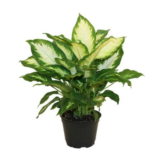 Dieffenbachia Camilla (Dumb Cane plant) (الدفنبا خيا) - Image 2