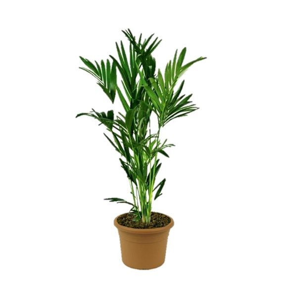 Dypsis lutescens( Areca palm) (نخلة الأريكا الصفراء)