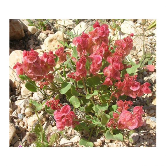 Rumex vesicarius (حوميده) - Image 2