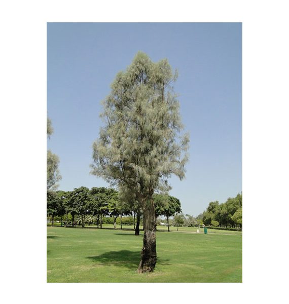 Tamarix aphylla (الأثل الشجري - الطرفاء)