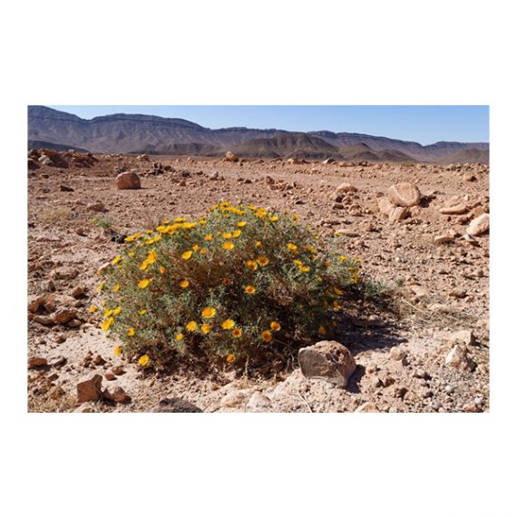 Anvillea garcinii (نقد) - Image 2