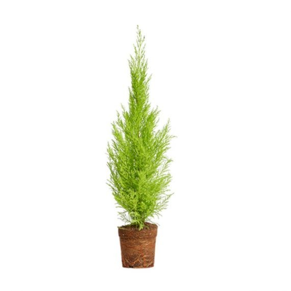 Lemon Cyperus - Image 2