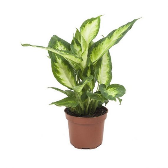 Dieffenbachia Camilla (Dumb Cane plant) (الدفنبا خيا)