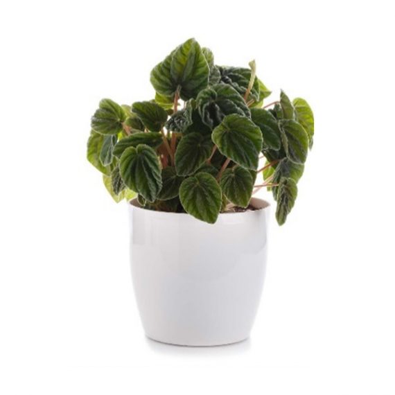 Peperomia Cape Lilian (ببروميا)