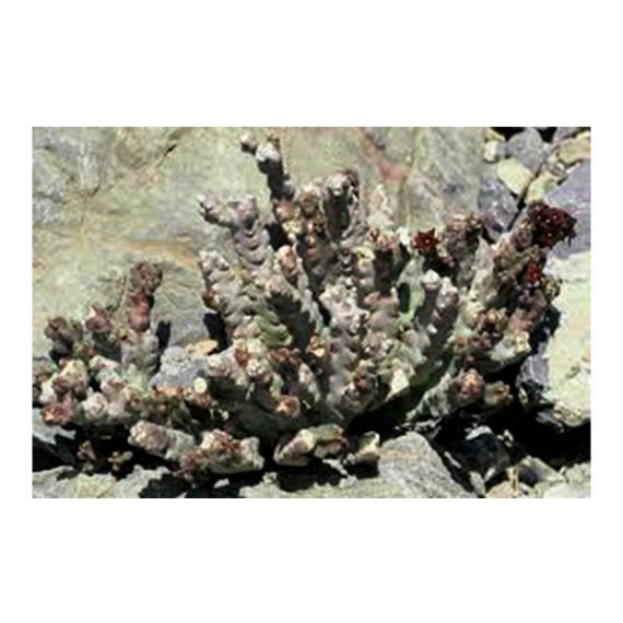 ⁦Caralluma Arabica (خنصور)⁩ - الصورة ⁦2⁩