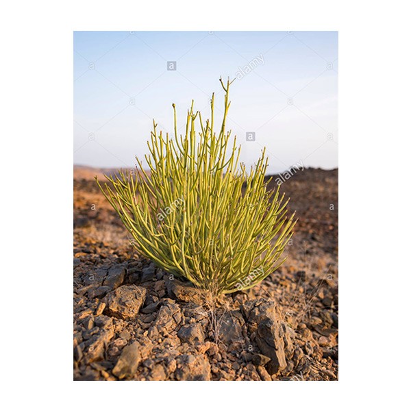 Euphorbia Larica AL Darmaky