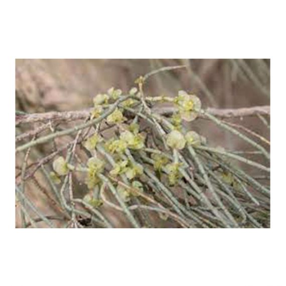 Haloxylon persicum (غضا) - Image 2