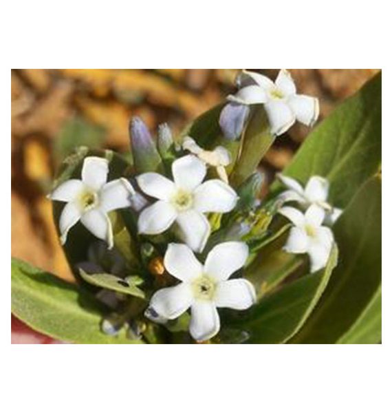 Rhazya Stricta (حرمل)