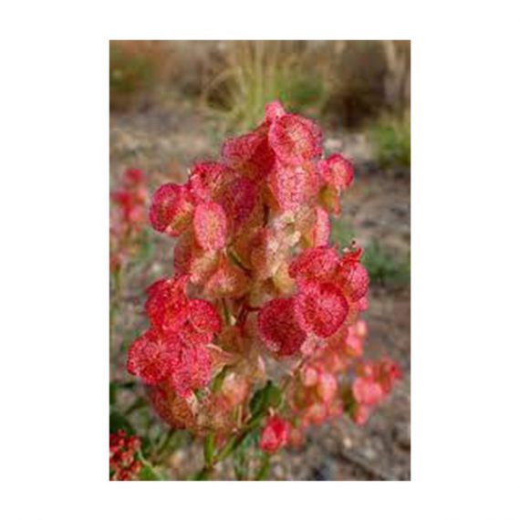 Rumex vesicarius (حوميده)