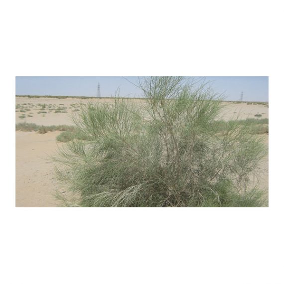 Haloxylon persicum (غضا) - Image 3
