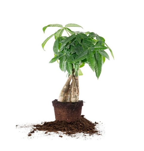 Pachira Aquatica (باشيرا )