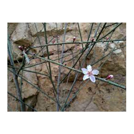 Amygdalus arabica (بادا) - Image 2