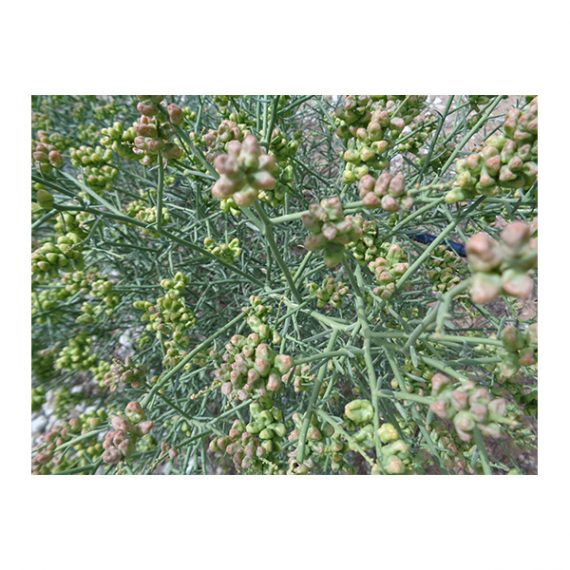 Ochradenus arabicus (علقة) - Image 3