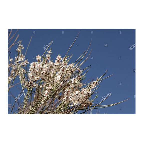 Amygdalus arabica (بادا) - Image 3