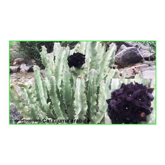 ⁦Caralluma Arabica (خنصور)⁩ - الصورة ⁦3⁩