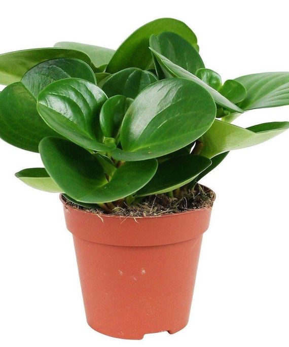Peperomia obtusifolia (ببروميا)