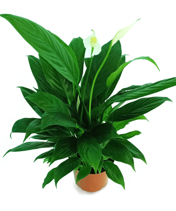 Spathiphyllum or Peace Lily (زنبق السلام - الأشرعة البيضاء)