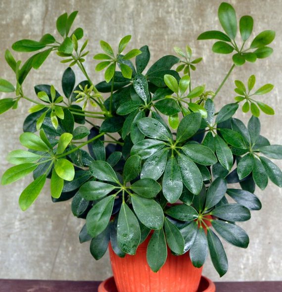 Schefflera Arboricola (Gold Capella) (الشفليرا الذهبية - المظلة القزمة)