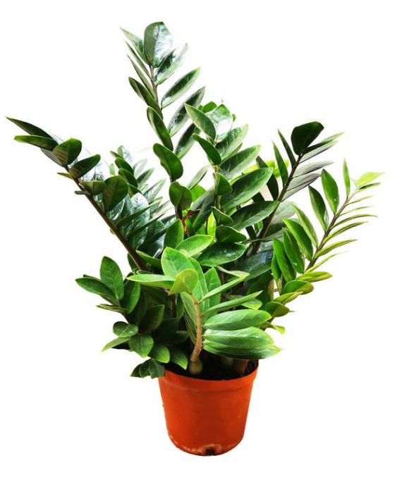Zamioculcas Zamiifolia ( نخيل أرويد ، نبات الخلود  زاميا)