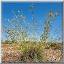 Cymbopogon commutatus (صخبر)
