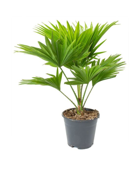 Chinese Fan Palm, Fountain Palm, Livistona rotundifolia, Footstool Palm Plant