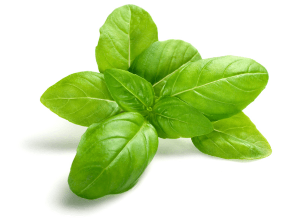 ريحان Basil