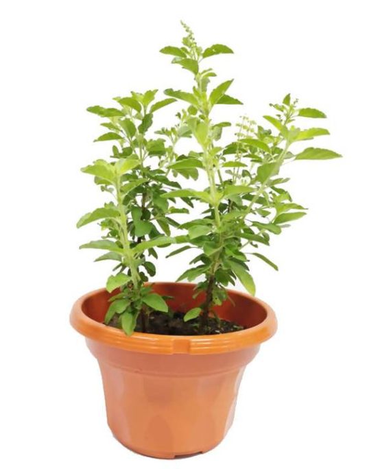Ocimum tenuiflorum, Holy Basil, Sacred Basil, Tulsi