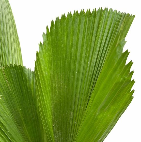LIVISTONIA PALM (نخيل ليفيستونيا) - Image 2