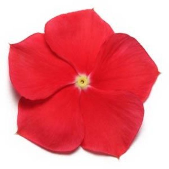 Vinca Rosa (البفتة - الفنكا - الونكا) - Image 6