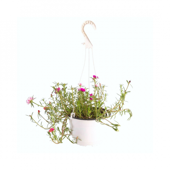 Portulaca grandiflora double , hanging pot, ALayadi alkhadra nursery, 1080x1080