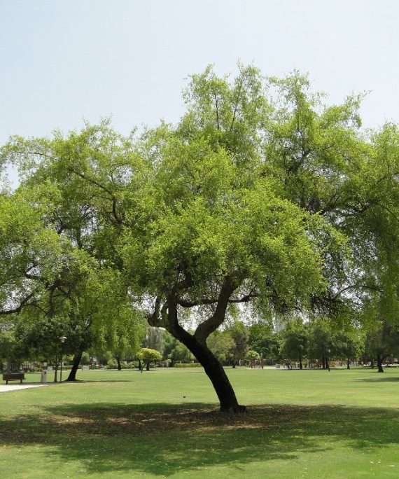 Ziziphus spina-christi (السدر البلدي)