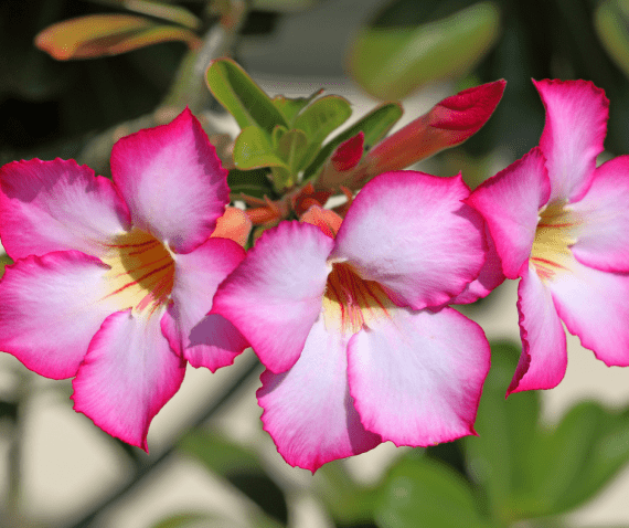 Desert Rose وردة الصحراء is variable, perennial succulent shrub with a thick, usually bottle-shaped, twisted, greyish brown caudex, often more than 1m long and tapering to a many-branched tip. Upright, succulent brown branches produce ovate, grey-green leaves, to 10cm long. Red, pink, or white flowers, to 4-6cm across, are borne in small terminal corymbs throughout summer, sometimes before the leaves. Height 1.5m, Spread 1m. 