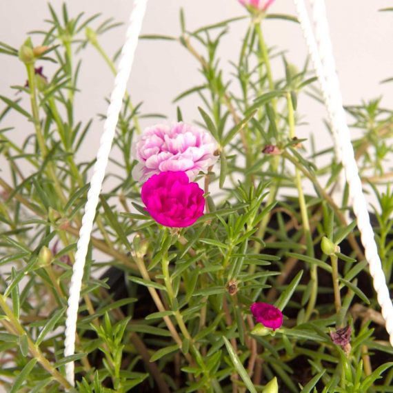 Portulaca Grandiflora Double (بورتولاكا رفيعة) - Image 3