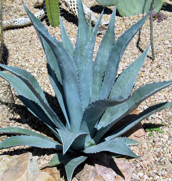 Agave Americana (صبّار أمريكي)