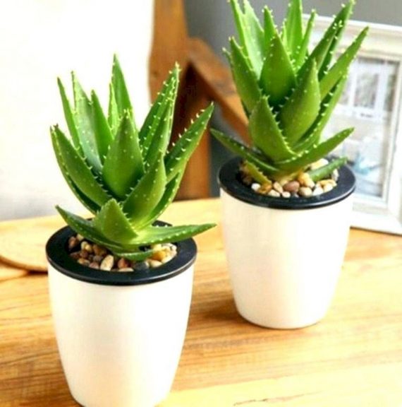 Aloe Vera (الوفيره) - Image 2