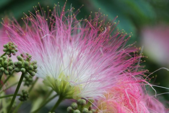 Albizia Julibrissin (ألبيزيا جوليبريسين) - Image 2