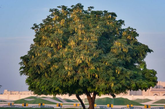 Albizia Lebbeck (البيزياء) - Image 2